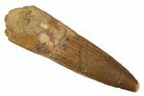 Fossil Spinosaurus Tooth - Real Dinosaur Tooth #344569-1